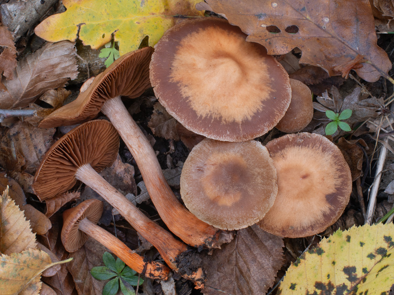 Cortinarius bulliardii